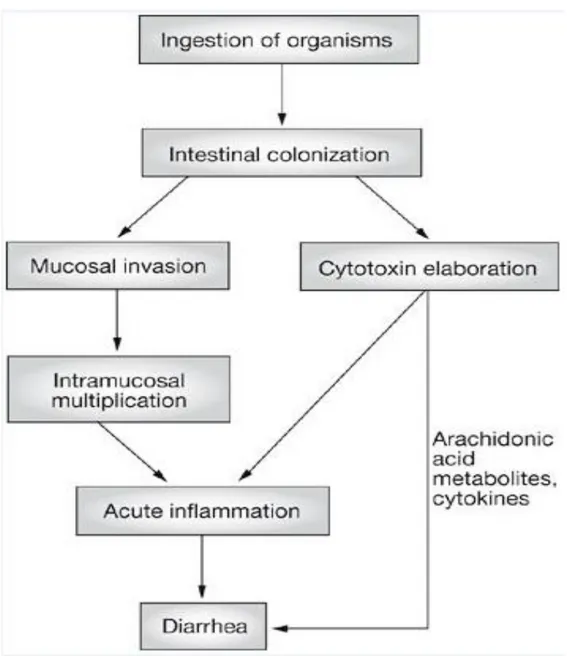 Figure  8:  Schema  illusrating  mechanisms  of  pathogenisis  for  invasive  and  cytotoxin- cytotoxin-mediated bacterial inflammatory diarrhoea (Navaneethan and Giannella, 2008)