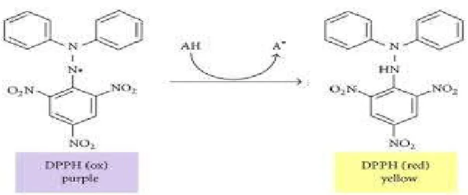 Figure 10. Radical and non-radical forms of DPPH (Morandi Vuolo et al., 2019) 