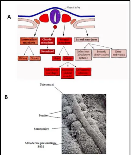 Figure 1: Origine embryonnaire du tissu musculaire  A) Le mésoderme et les grandes lignées 