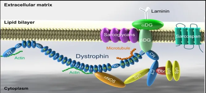 Figure 3:  La  dystrophine et le complexe des protéines associées à la dystrophine. 