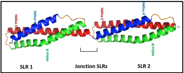 Figure 5: Les α-hélices des répétitions de types spectrine (SLR : spectrin-like repeat) (image modifiée)    [77] 
