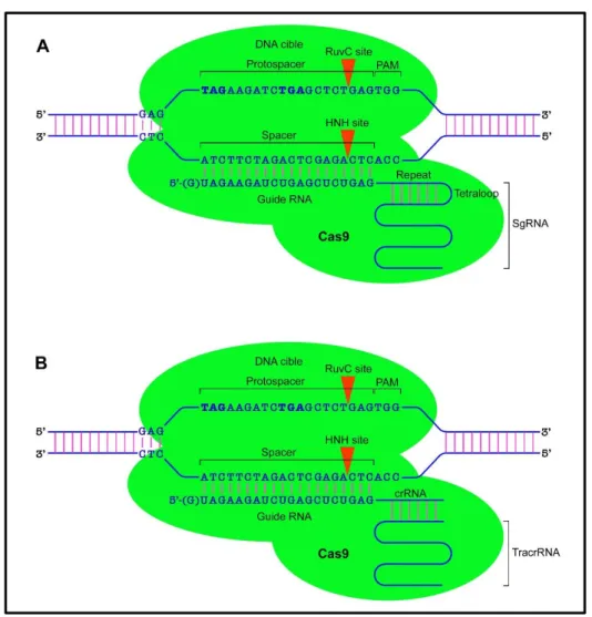 Figure 7: Le système CRISPR/Cas9 : édition du génome et l’interférence 