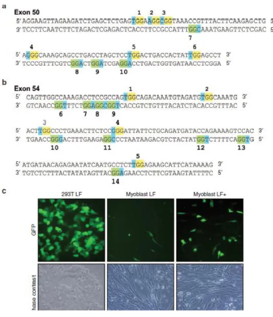 Figure  7  Summary  of  the  CinDel  therapeutic  approach.  DMD  gene  of  a  DMD  patient  has  a  deletion  of  exons 51, 52, and 53 compared to the wild-type dystrophin