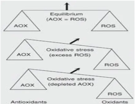 Fig 1 .  The balance between the oxidant and antioxidant systems (Scandalios, 2005).
