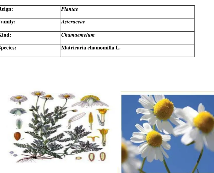 Fig 3. Photograph of Matricaria chamomilla L. (Nemtanu et al., 2008). 