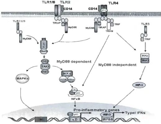 Figure  3:  Voie  de  signalisation  des  TLRs.  Tous  les  récepteurs  TLRs,  sauf TLR3,  induisent  la  production  de  cytokines  par  l'intermédiaire  de  la  protéine  adaptatrice  MyD88