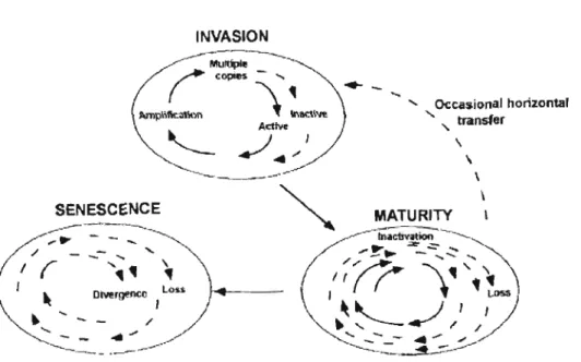 Figure  1-2 Cycle de vie  «  classique»  d'un transposon  de classe Il 