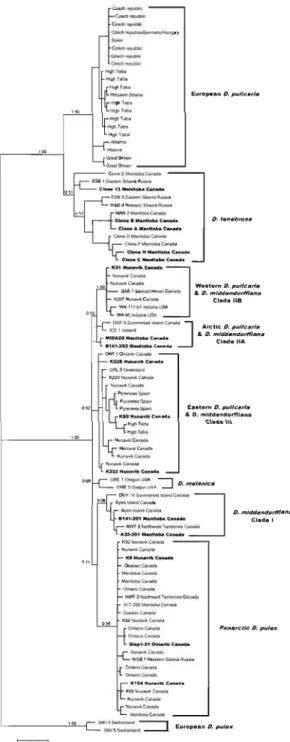 Figure 2-1  Bayesian  reconstruction  of  the  phylogenetic  relationships  among  individuals  of  the  Oaphnia pulex complex 