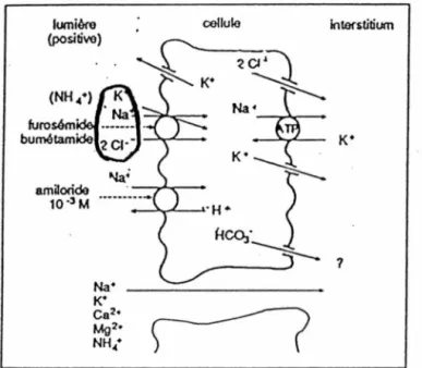 Figure  2:  Transferts  de  solutés  dans  la  branche  ascendante  large  de  l'anse  de  Henle  d'après  Guénard  et  al.,  1991