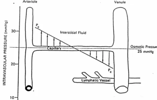 Figure  6:  Filtration  et  réabsorption  le  long  du  capillaire.  pc: 