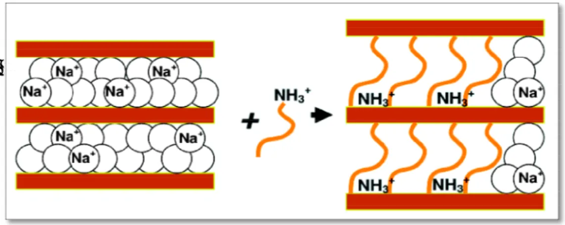 Figure II.1. Ion Exchange Reaction between Na-MMT and Alkyl Ammonium Molecules [19].