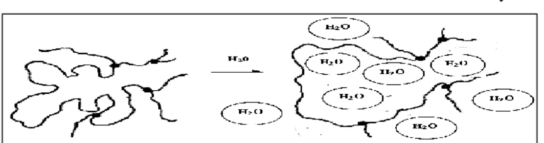 Figure I.5 : Schéma de formation d’un hydrogel chimique par différents types de polymérisation  ou réticulation de polymères hydrosolubles