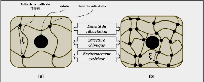 Figure .I.8: Schéma d’un soluté dans un hydrogel : (a) La taille du soluté est petite par rapport a la  maille du réseau, il peut diffuser librement