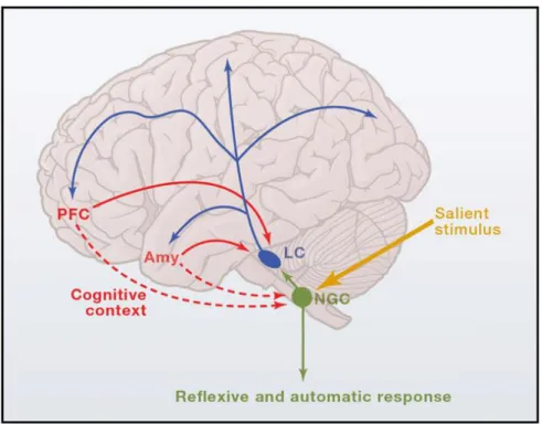 Figure 1. Illustration schématique de l’activité cérébrale produite lorsqu’un stimulus saillant,  soit un son pertinent à la tâche ou déviant du contexte, est présenté (Sara &amp; Bouret, 2012) 5 