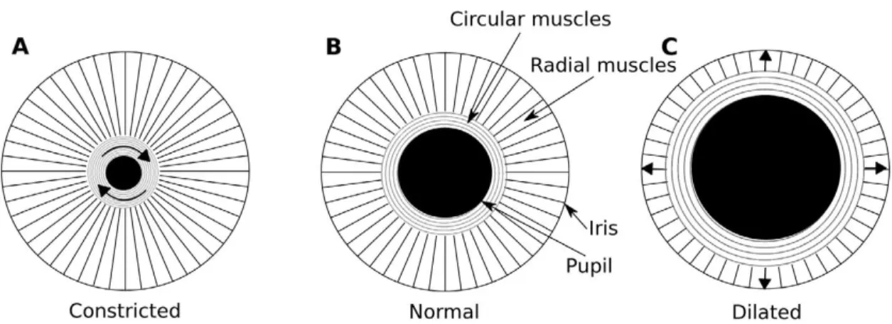 Figure 2. Illustration schématique de l’action des muscles responsables de la constriction et  de la dilatation de la pupille de l’œil (Nyström et coll., 2016) 8 
