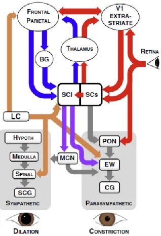 Figure  3.  Illustration  montrant  les  voies  sympathique  (sympathetic)  et  parasympathique  (parasympathetic) directes  et  indirectes produisant  une dilatation  et une  constriction de la  pupille de l’œil, respectivement (Wang et Munoz, 2015) 9 