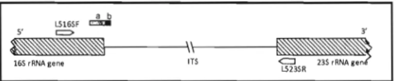 Fig.  1-1.  Schematic  representation  of the  16S  and  23S  rRNA  genes  separated  by  an  InternaI transcribed spacer (ITS)