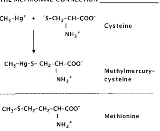Figure 1-2 Formation chimique du  complexe MeHg- Cystéine  et structure de la Méthionine (Clarkson et al.,  2007)