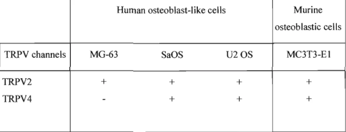 Table  4.  Gene  expression  of the  TRPV  channels  in  human  and  murine  osteoblastic  cells 