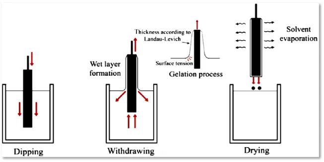 Figure II.2.The main stages of the dip coating process. 
