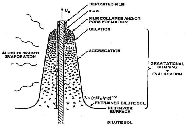 Figure II.3. Mechanisms of a thin layer formation during dip-coating process.  