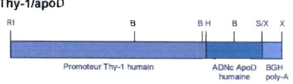 Figure  1.2- Représentation  schématique  de  la  construction  d'ADN  utilisée  pour  la  micro-injection dans  des ovules fécondés de souris