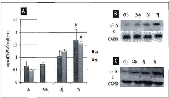 Figure  3.2- Induction  de  l'expression  de  l'apoD  endogène  dans  le  cortex  suite  au  traitement  à  l'acide  kaïnique.(A)  L'expression  d'ARNm  d'apoD  endogène  mesurée  par  RT-PCR semi-quantitatif, 24 h, 3 jours et 7 jours après  l'injection de
