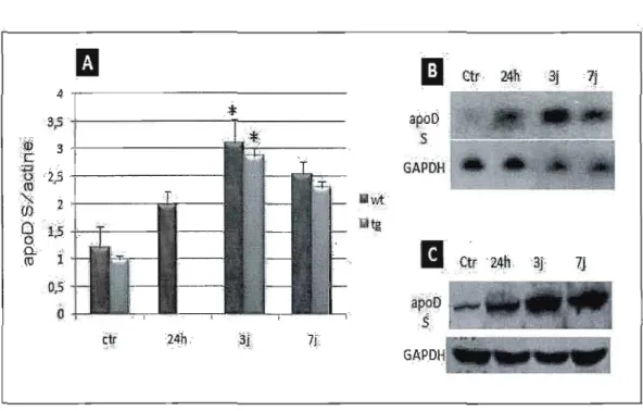 Figure  3.3- Induction  de  l'expression  de  l'apoD  endogène  dans  le  cervelet  suite  au  traitement  à  l'acide  kaïnique.(A)  L'expression  d'ARNm  d'apoD  endogène  mesurée  par  RT-PCR semi-quantitatif,  24 h , 3jours et 7 jours après  l'injection