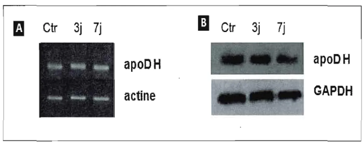 Figure 3.5- Expression stable de l'apoD exogène  (humaine, apoD  H)  suite au traitement  à  l'acide  kaïnique