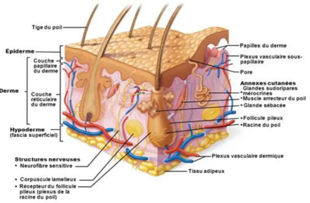 Figure 1.1. La structure de la peau. La peau est constituée de trois couches soit l’épiderme, le  derme  et  l’hypoderme