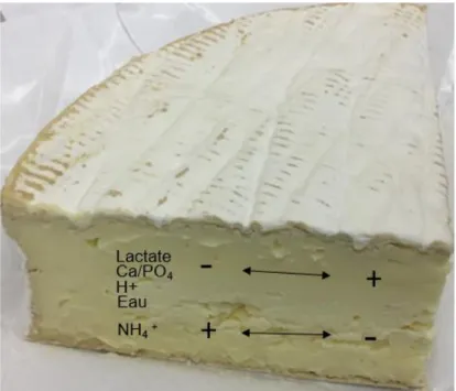 Figure 2. Présence de gradients  entre l’intérieur  et l’extérieur  du fromage. Adaptée de  M.-N