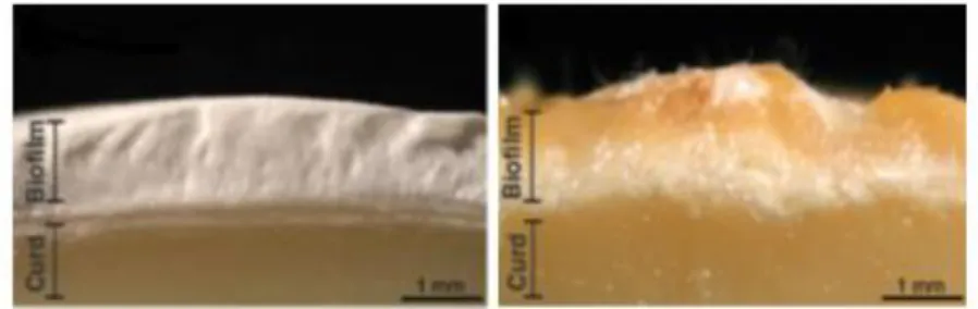 Figure 4. Biofilms  développés  à la surface d’un fromage à croûte fleurie  (à gauche) et à  croûte lavée (à droite)