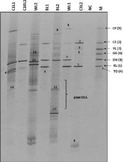 Figure 7. La méthode DGGE a été utilisée  avec les amplicons  obtenus à la suite d’une PCR  avec les amorces ciblant  la région  D1/D2