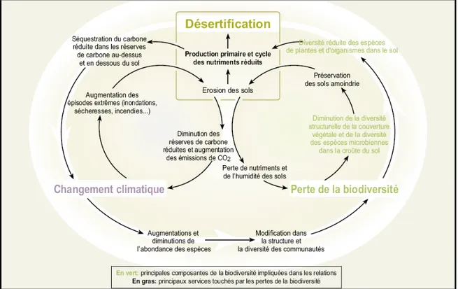 Figure 1.3  Relations et boucles de rétroaction entre désertification, changement  climatique global et perte de la biodiversité