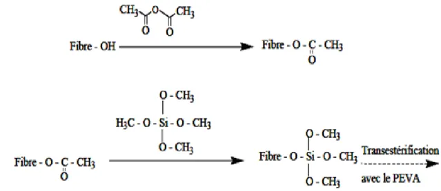 Figure I.8. Acétylation des fibres à partir de l’anhydride acétique puis transestérification à  partir du tétraméthoxysilane [31] 