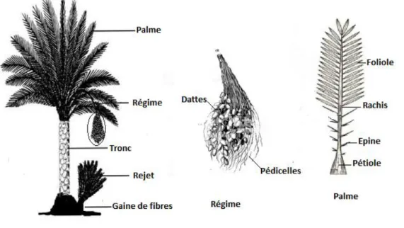 Figure I.10. Schéma d’un palmier dattier Phoenix dactylifera L. 