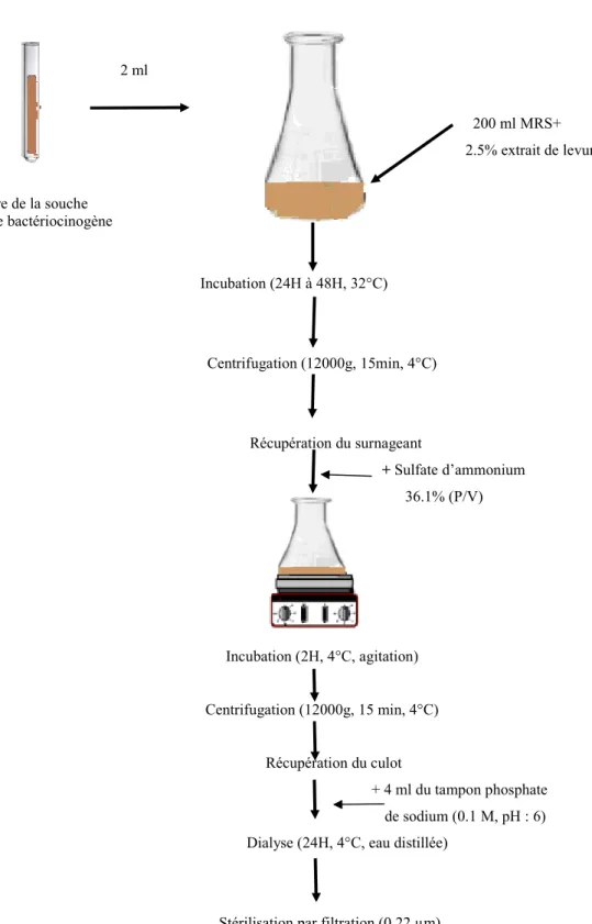 Fig. 7. Protocole de précipitation au sulfate d’ammonium.