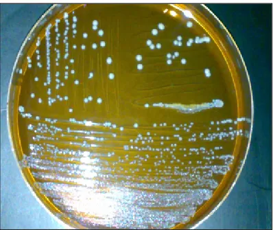 Fig. 8. Aspect des colonies de bactéries lactiques sur gélose MRS.