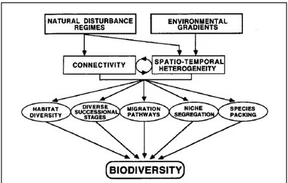 Figure 1.3  Interactions  structurant  les  patrons  de  biodiversité  dans  les  zones  riveraines 