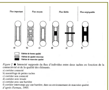 Figure 2.1  Relation entre la continuité d’un corridor et les flux d’individus. Le terme 