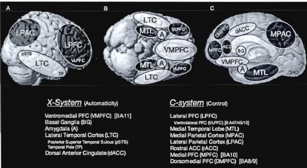 Figure 2.1  Hypothesized  neural  cOITelates  of  the  C-system  supporting  reflective  social  cognition  (analogous  to  controlled  processing)  and  the  X-system  supporting  reflexive  social  cognition  (analogo us  to  automatic  processing)  disp