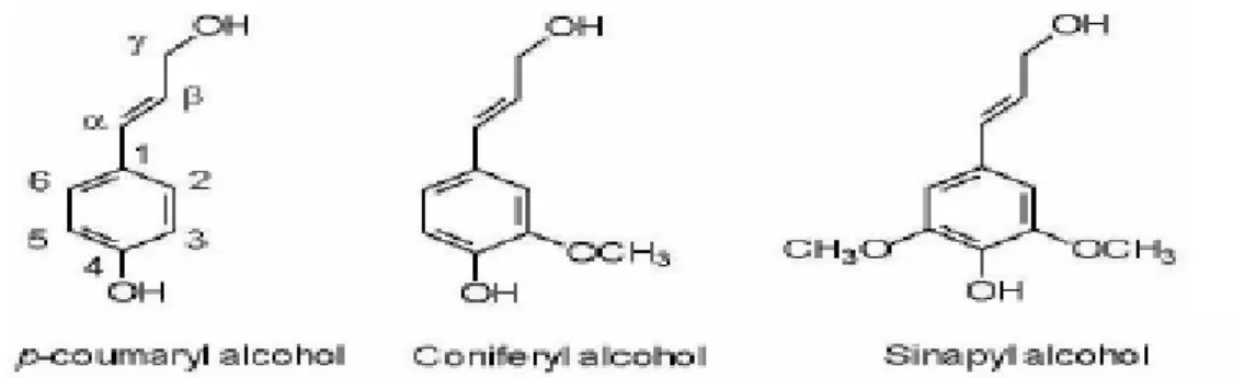 Figure I.23 : Structures de 3 alcools formant la polymèrisation de la lignine. 
