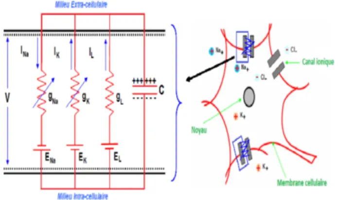 Figure 2.3 – La membrane cellulaire est consid´ er´ ee comme un circuit ´ electrique