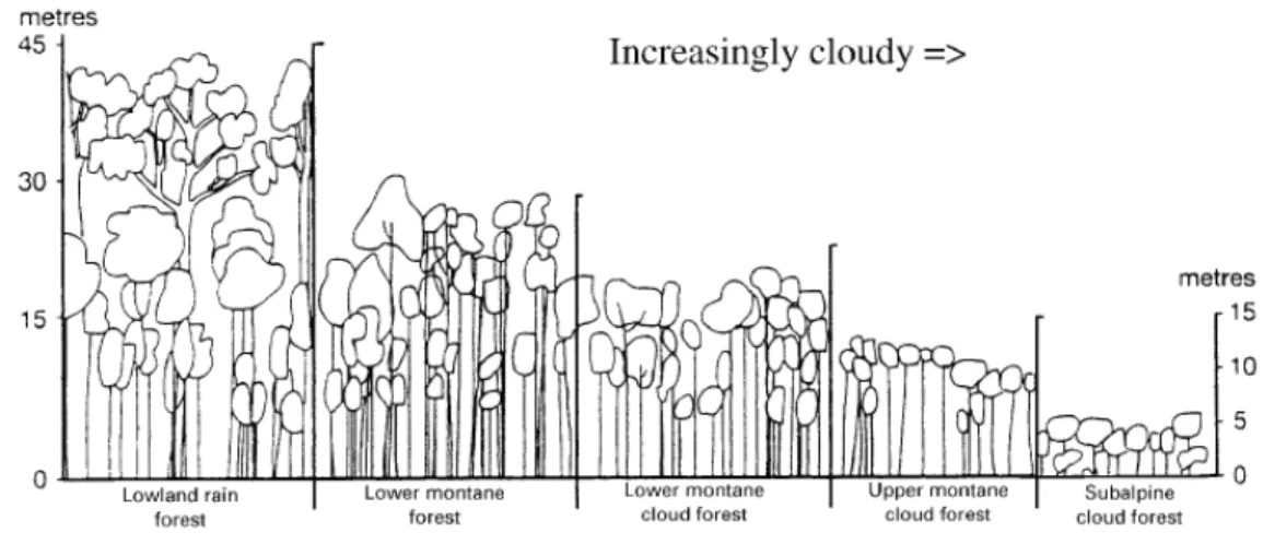 Figure 1.5  Gradation altitudinale des types de forêts de nuages. De gauche à droite: 