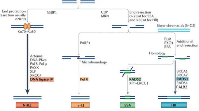 Figure 1-9. DSB repair pathways and main factors in human cells.  