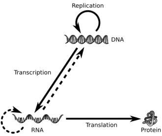 Figure I.1: The central dogma of molecular biology. Solid arrows indicate transfers that commonly occur in cells, while dotted arrows indicate transfers that do not occur in most cells, but may occur under special circumstances.