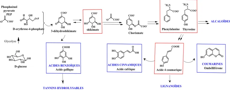 Figure 1.15: La voie des shikimates et sous-classes dérivées de composés phénoliques.  