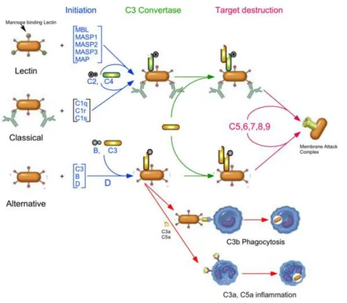 Figure 1.52 : Les voies d’activation et les fonctions effectrices du complément. 
