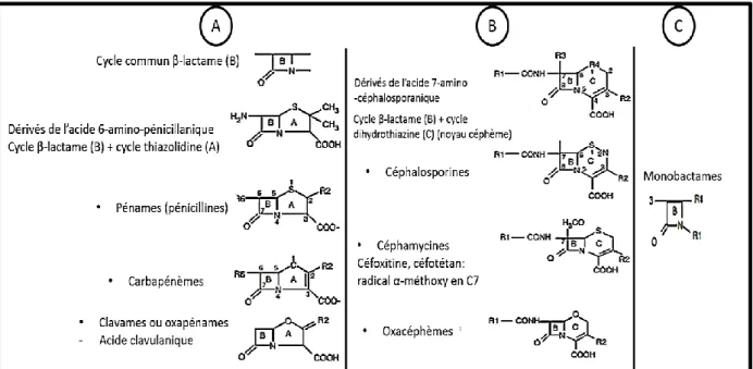 Figure 4. Structure des β-lactamines : A/ Dérivés de l’acide pénicillanique; B/Dérivés de l’acide  7-céphalosporinique; C/ Monobactames (Cavallo et al., 2004).