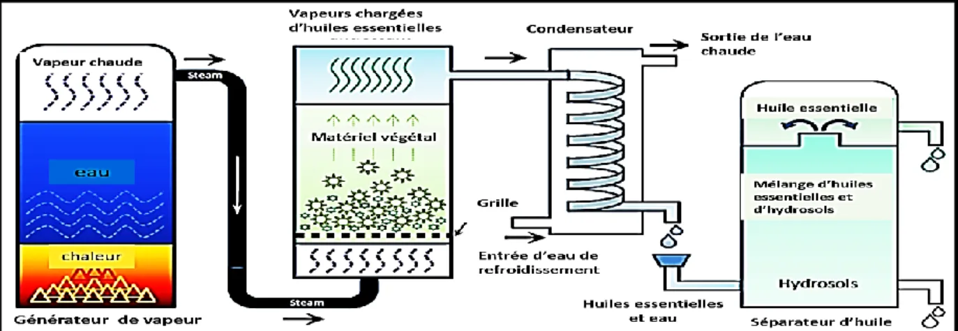 Figure 12. Illustration schématique de la méthode de distillation à la vapeur   (Tongnuanchan et Benjakul, 2014).